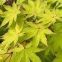Acer palmatum "Summer gold"