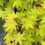 Acer palmatum "Summer gold"