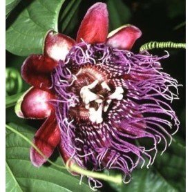 Passiflora quadrangularis Passiflora quadrangularis