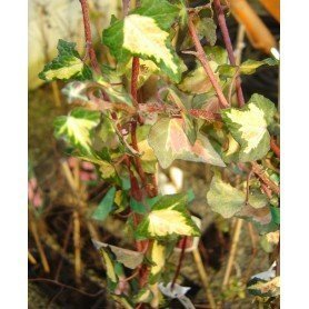 Hedera oro di bogliasco Hedera oro di bogliasco