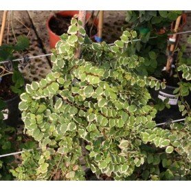 Ficus repens variegata C-17 Ficus repens variegata C-17