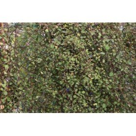 Muehlenbeckia complexa C-17 Muehlenbeckia complexa C-17