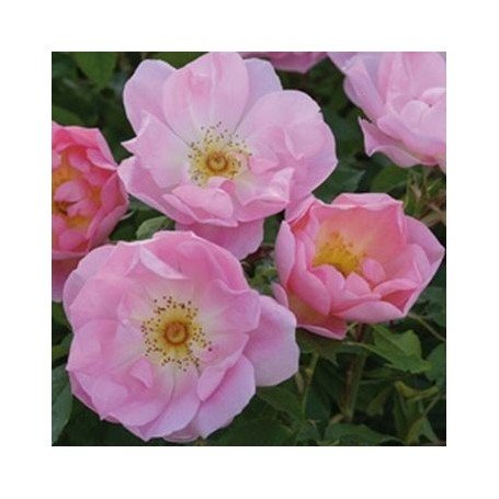 Rosa The Ladys Blush