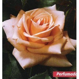 Rosa Sonia Meilland Rosa Sonia Meilland