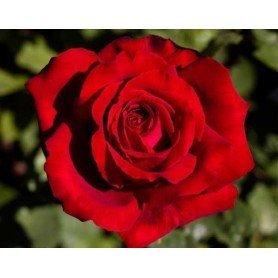 Rosa Botero Rosa Botero