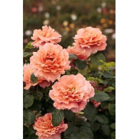 Rosa Trepador Polka Rosa Trepador Polka