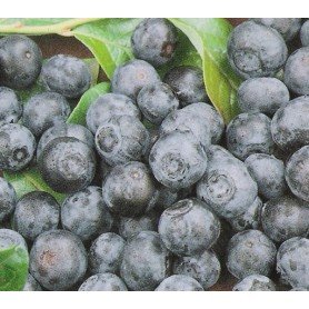 Vaccinum corymbosum Vaccinum corymbosum
