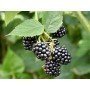 Rubus fruticosus Black Satin