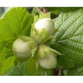 Corylus avellana Coxford Corylus avellana Coxford
