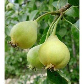 Peral San Juan rd Peral San Juan rd