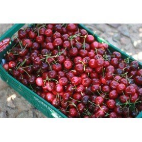 Cerezo Avignon rd Cerezo Avignon rd