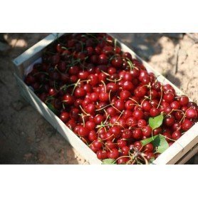 Cerezo Brooks 72/33 rd Cerezo Brooks 72/33 rd