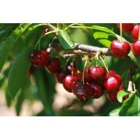 Cerezo Burlat rd Cerezo Burlat rd