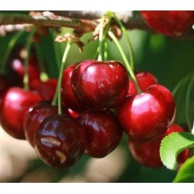 Cerezo Lapins rd Cerezo Lapins rd