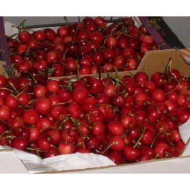 Cerezo prime giant rd Cerezo prime giant rd