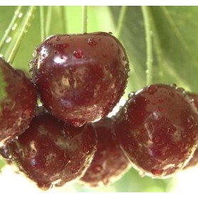 Cerezo Sunburst rd Cerezo Sunburst rd