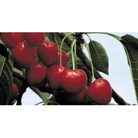 Cerezo Summit rd Cerezo Summit rd