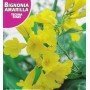 Semillas de Bignonia amarilla 1 gr