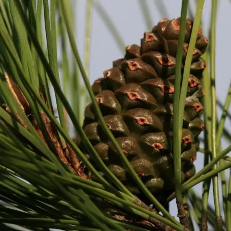 Pinus Nigra nigra