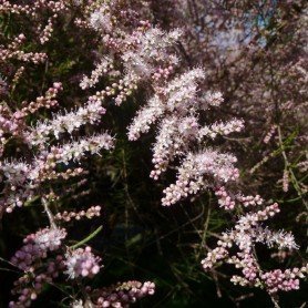 Tamarix Tetrandra Tamarix Tetrandra
