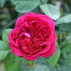 Rosa Alain Souchon Rosa Alain Souchon