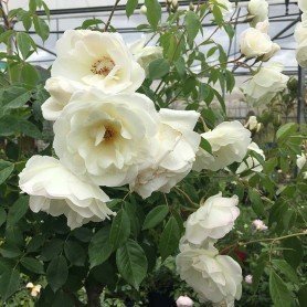 Rosa Iceberg Clg Rosa Iceberg Clg