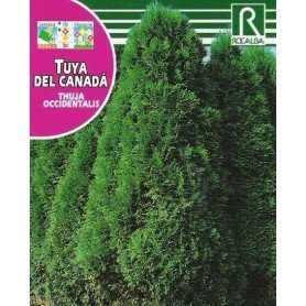 Semillas de Thuya del canada 0.5 gr Semillas de Thuya del canada 0.5 gr