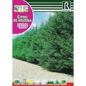 Semillas de Cipres de arizona glauca 2 gr Semillas de Cipres de arizona glauca 2 gr