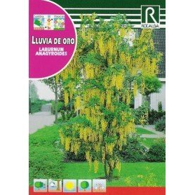 Semillas de Lluvia de oro 1 gr Semillas de Lluvia de oro 1 gr