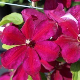 Clematis westerplate Clematis westerplate