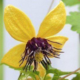 Clematis Tangutica Clematis Tangutica