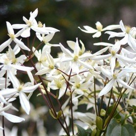 Clematis Armandii Clematis Armandii