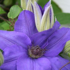 Clematis The President. Clematis The President.