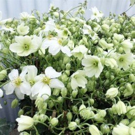Clematis avalanche Clematis avalanche