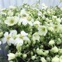 Clematis avalanche