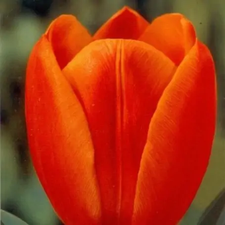 Tulipan Orange Cassini 8 ud