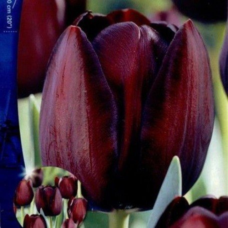Tulipan Queen of Night 10 ud