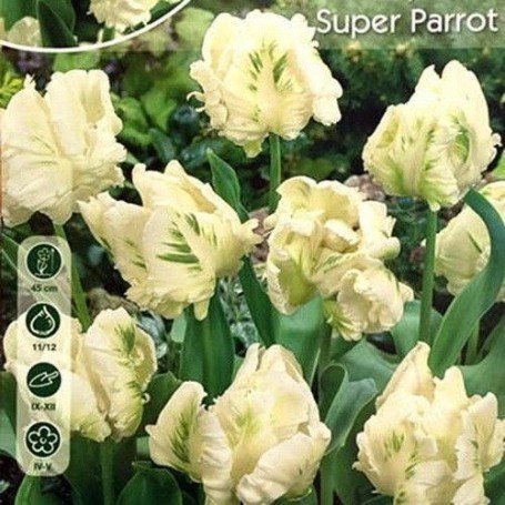 Tulipan Super Parrot 6 ud