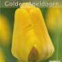 Tulipan Golden Apeldoorn 8 ud