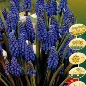 Muscari armeniacum 20 ud Muscari armeniacum 10 und