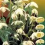 Galanthus Nivalis Flore Pleno 10 ud