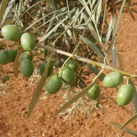 Olivo hojiblanca
