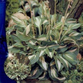 Hosta Undulata Mediovariegata 1 ud Hosta Undulata Mediovariegata 1 ud