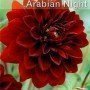 Dalia decorativa Arabian Night 1 ud