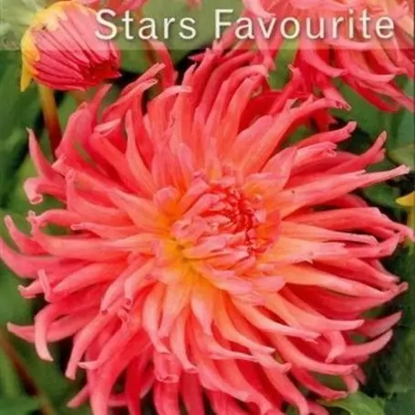 Dalia cactus Stars Favourite 1 ud