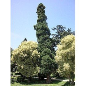 Semillas de Sequoiadendron Gog Semillas de Sequoiadendron Gog