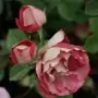 Rosa Acropolis