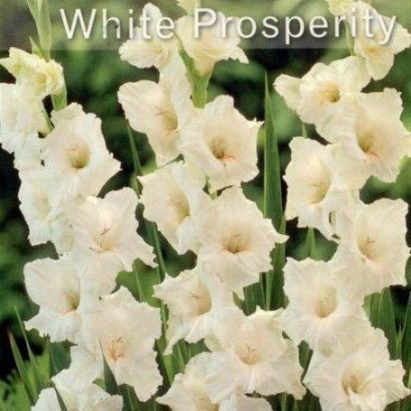 Gladiolo White prosperity 10 ud
