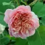 Rosa Anne boleyn
