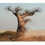 Semillas de Adansonia Digitata (Baobab) 10 s